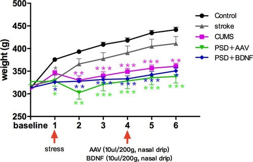 Figure 3 Effects of PSD and BDNF-HA2TAT/AAV on body weight. In the first week, CUMS began to cause weight loss; this effect continued until the end of the stress tests. There was no effect on weight after a BDNF-HA2TAT/AAV intervention of 10 days. Error bars represent one standard error of the mean. All data from animal groups: control (n=16), stroke (n=14), CUMS (n=16), PSD+AAV (n=14), PSD+BDNF (n=14). Other groups compared with control: *P<0.05, **P<0.01, ***P<0.001.