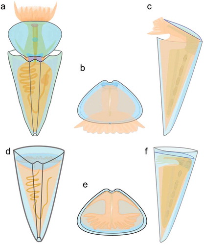 Figure 8. Anatomical reconstruction of Triplicatella opimus from the Chengjiang Lagerstätte. a, d. A dorsal profile. b, e. A frontal profile, with the operculum. c, f. A left lateral profile