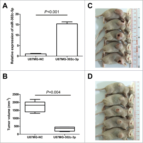 Figure 5. Exogenetic expression of miR-302c-3p suppresses glioma cell tumorigenesis in vivo. (A) Establishment of the stable cell lines overexpressing miR-302c-3p. (B) Quantification of the tumor volume of U87MG-NC group (C) and U87MG-302c-3p group (D).