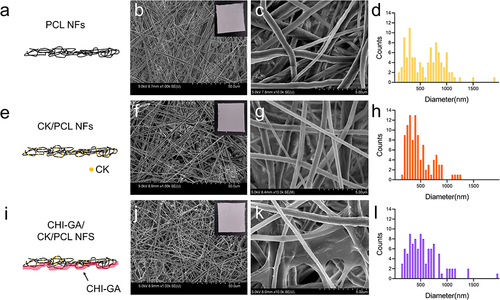 Figure 2 Morphological analysis of (a–d) PCL NFs, (e–h) CK/PCL NFs, and (i–l) CHI-GA/CK/PCL NFs. Schematic illustration (a, e and i), SEM images with 1 kX (b, f and j, scale bar: 50 μm) and 10 kX (c, g and k scale bar: 5 μm), and diameter distributions (d, h and l). The counts of NF diameters were measured with standard deviations of 100 NFs.