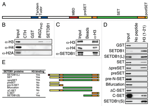 Figure 1 SETDB1 binds histone H3 in vitro and in vivo. (A) A graphical depiction of SETDB1 functional domains. Of note, the SET domain (orange) is interrupted by a so-called bifurcation region (green) of unknown function. (B) GST-pulldown experiment. Full-length recombinant GST-SETDB1 was incubated with calf thymus histones. GST alone and GST-ING2PHD were used as negative and positive controls, respectively. Following SDS-PA GE separation and transfer, the membranes were probed with α-H3, α-H4 or α-H2A antibodies. Input lane is 5%. (C) α-H3 ppChIP. Chromatin was immunoprecipitated with α-H3 and analyzed by immunoblotting using α-H3, α-H4 and α-SETDB1. Input level for α-H3 and α-H4 is 1 and 10% for α-SETDB1. (D) Mapping of SETDB1 minimal region necessary and sufficient for H3-binding. Biotinylated histone H3 peptides were incubated with recombinant SETDB1 and streptavidin-sepharose beads used to pulldown the peptides and interacting proteins. Following SDS-PAGE separation and transfer, the membranes were probed with an HRP-conjugated α-GST antibody. (E) Representation of the truncation mutants used in (D) and a summary table of their respective affinity for H3 binding.