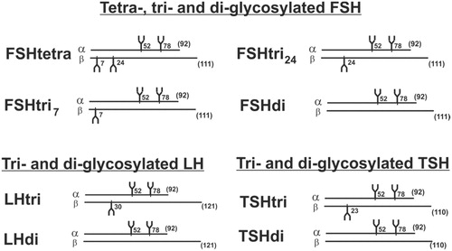 Figure 1. Schematic drawings of structures of the heterodimeric glycoforms of human FSH, LH, and TSH consisting of one α and one β peptide chain. The number of amino acids of the peptide chains is given in parentheses, and the peptide positions of the glycans are indicated.
