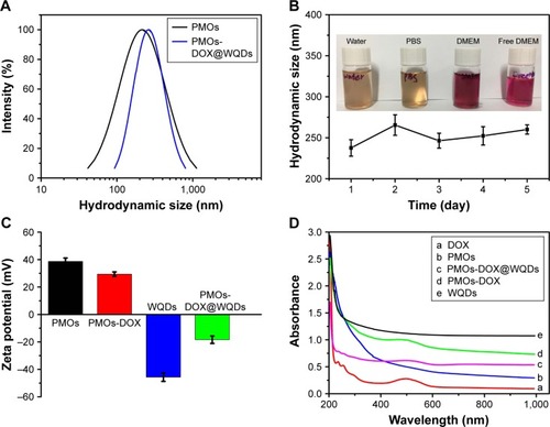 Figure 4 (A) Hydrodynamic diameters of the PMOs, PMOs-DOX@WQDs. (B) Hydrodynamic size of PMOs-DOX@WQDs dispersed in different solutions for 5 days. Inset of (B) The photograph of PMOs dispersed in water, PBS, and DMEM. (C) Zeta potentials of PMOs, PMOs-DOX, WQDs, and PMO-DOX@WQDs. (D) UV-vis absorption spectra of DOX, PMOs, PMOs-DOX, WQDs, and PMOs-DOX@WQDs nanoparticles.