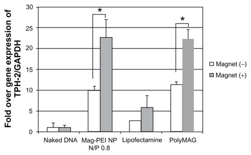 Figure 6 Semiquantitative reverse-transcriptase polymerase chain reaction result shows expression of the TPH-2 gene in LAN-5 24 hours after transfection by mag-PEI nanoparticles compared with positive control Lipofectamine 2000™ and PolyMAG, and negative control (naked DNA).Notes: *Significant differences between cells transfected with and without magnetic plate in each transfection reagent (P < 0.05). The gray bars and white bars show the results of cells incubated with and without magnetic induction, respectively.Abbreviations: Mag-PEI, magnetic poly(methyl methacrylate) core/polyethyleneimine shell; TPH-2, tryptophan hydroxylase-2.