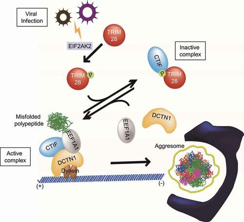 Figure 8. The proposed model for the regulation of aggresome formation mediated by TRIM28. Depending on relative amounts of TRIM28 and the extent of EIF2AK2-induced S473 phosphorylation of TRIM28, CTIF may form one of two alternative complexes: CTIF-TRIM28 (a complex inactive in terms of aggresome formation) and the CED complex (a complex active in terms of aggresome formation). See the Discussion section for details
