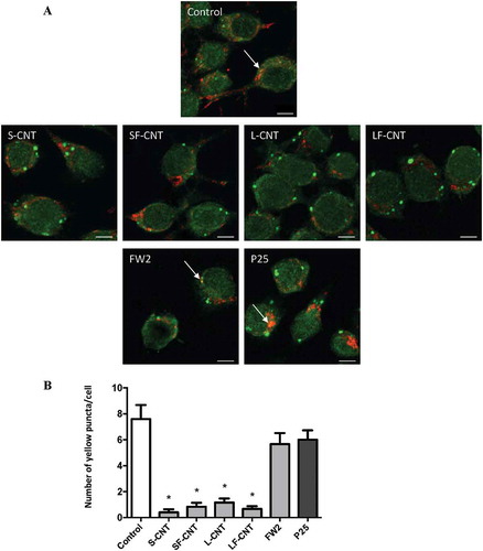 Figure 4. Quantification of LC3-LAMP1 colocalization. (a) Confocal images of RAW264.7 macrophages exposed to 10 µg/ml particles for 6 h. Cells were stained with antibodies against LC3 (green) and LAMP1 (red). Scale bar: 5 µm. Arrowheads indicate colocalization of LC3 and LAMP1 staining, attesting to the fusion between autophagosomes (LC3) and lysosomes (LAMP1). (b) Quantification of LC3-LAMP1 colocalization. Data are given as mean ± SEM. *, p < 0.05 versus control condition.