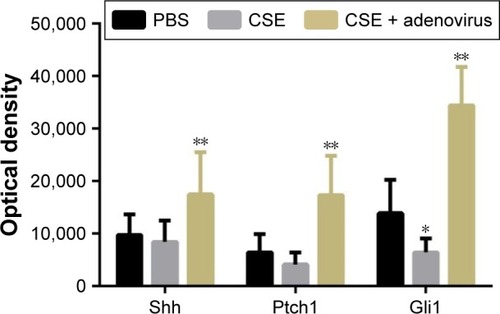 Figure 10 Semi-quantitative measurement of Shh, Ptch1, and Gli1 expression in experimental groups by immunohistochemistry.