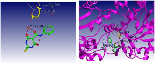 Figure 18. 3D interaction of merbarone with DNA binding site of topoisomerase IIα. Red dashed lines represent coordinate bond interactions with Mg2+. Red tiny, dashed lines are hydrogen bonding interactions with amino acid Asp 543. Mg2+ is shown as a nonbonded sphere (crimson red). Residues that are involved in hydrogen bonding are shown in the stick presentation.
