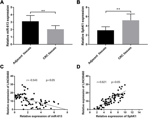 Figure 8 MiR-613 downregulation and SphK1 upregulation in CRC tissues from CRC patients. (A) qRT-PCR analysis of miR-613 expression levels in adjacent normal tissues and tissues from CRC patients. (B) qRT-PCR analysis of SphK1 mRNA expression levels in adjacent normal tissues and tissues from CRC patients. (C) Spearman correlation analysis was used to determine the correlations between LINC00460 expression level and miR‐613 in CRC tissues. (D) Spearman correlation analysis was used to determine the correlations between LINC00460 expression level and SphK1 mRNA expression levels in CRC tissues. **p < 0.01.