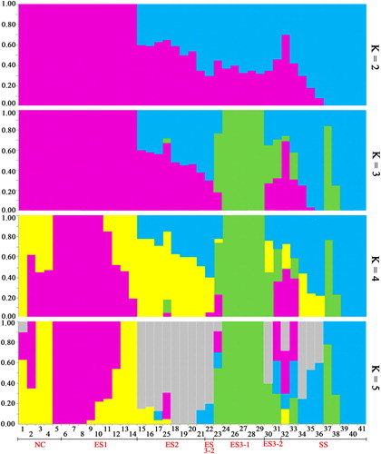 Figure 4. Population genetic structure of the 41 walnut genotypes with 6357 SNPs.Note: The population structure inferred by the Bayesian approach based on RAD-SNPs for K values ranging from 2 to 5. Each cultivar is represented by a vertical line that is divided into colored segments according to the proportion of the division identified for 2–5 subpopulations. The groups include NC (1–5), ES (6–31) and SS (32–41).