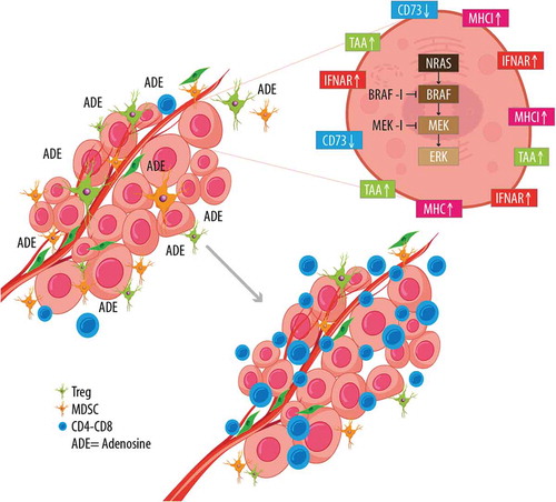 Figure 2. Effects of BRAF-MEK inhibition on melanoma cells and tumor microenvironment. Therapy with BRAF and MEK inhibitors induces profound changes in antigen display, and expression of MHC, IFNAR, and CD73 on tumor cells. These changes are also evident on tumor microenvironment: namely they result in reduction of adenosine, diminished Treg and MDSC presence, and increased activity of CD4-CD8+ lymphocytes.