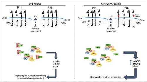 Figure 2. Proposed mechanistic model for GRF2-dependent regulation of cone photoreceptor nuclear migration in postnatal adult retinas. Schematic representation of the cone nuclear movements (upper areas) and the underlying molecular mechanisms (lower areas) involved in the process of nuclear migration occurring in cone photoreceptors during the late migratory phase of development in wild type retinas (WT, left panel) and GRF2-depleted retinas (GRF2-KO, right panel). The cone nuclear migration process occurs in mice between P11 and P15 and involves the scleral displacement of the nuclei toward the outer limiting membrane (OLM). In WT retinas (left panel) the nuclei always stop their migration once they reach areas proximal to the OLM, whereas in GRF2-KO retinas (right panel) the final location of the nuclei is much closer to the OLM and in some cases they even trespass this physiological barrier and get ultimately located within the photoreceptor segments (PS) area (“ectopic” nuclei, marked in red). Mechanistically, the nuclear migration process involves initial formation of macromolecular complexes involving the small GTPase CDC42, the PAR3 and PAR6 polarity proteins, and atypical protein kinase C (PKCζ). The productive interactions among components within those complexes would then result in triggering of downstream signals responsible for the regulated activation through phosphorylation of various signaling molecules including pPAK (direct downstream target of CDC42) and the cytoskeletal regulators pVASP (actin binding protein) and pMLC2 (activated myosin light chain). In WT retinas, GRF2 (which is known to directly bind to, and downregulate, CDC42 activation) is proposed to act as a key physiological modulator responsible for generating the right balance of downstream signals leading to a correct migration and positioning of the cone nuclei. In contrast, in GRF2-KO retinas, the absence of GRF2 would entail reduced downregulation of CDC42 activity and concomitant over-activation (including increased phosphorylation of VASP and MLC2) of the downstream signals driving nuclear movement, thus resulting in exacerbated migration of the cone nuclei and generation of “ectopic” nuclei.