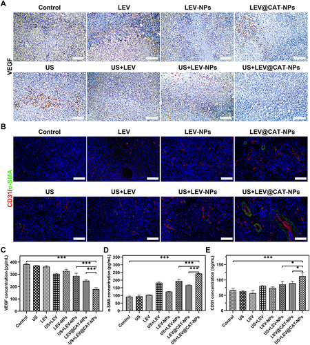 Figure 4 The synergistic effect of ultrasound-mediated LEV@CAT-NPs on the level of angiogenesis-related factors in tissues and serum. (A and B) Images of immunohistochemical and immunofluorescent staining for VEGF (A), α-SMA (B), and CD31 (B) in the granulomatous tissue conducted by different treatments. Scale bars are 100 μm. (C–E) Levels of VEGF (C), α-SMA (D), and CD31 (E) in the infected mice were determined by ELISA with different treatments. The data represent the mean ± SD of three independent experiments. *p < 0.05, ***p < 0.001.