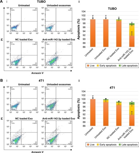 Figure 6 The effect of the LNA-anti-miR-142-3p loaded exosomes on cell apoptosis.Notes: 4T1 and TUBO cells were co-cultured with different MSCs-derived exosome preparations for 48 hours followed by flow cytometry analysis of apoptotic cells. (A) (i) Representative dot plots of TUBO cancer cells, (ii) percentage of early apoptosis and late apoptosis in TUBO cells (*P<0.05). (B) (i) Representative dot plots of 4T1 cancer cells, (ii) percentage of early apoptosis (positive to Annexin V and negative to PI) and late apoptosis (positive to Annexin V and PI) in 4T1 cells treated with LNA-anti-miR-142-3p loaded exosomes showed significant enhancement vs untreated cells or treated cells with unloaded exosomes and anti-miR negative control loaded exosomes (*P<0.05). The data represent three independent experiments and are expressed as mean ± SEM.Abbreviations: Exo + anti-miR-142-3p, exosomes loaded with LNA-anti-miR-142-3p; Exo + anti-miRNC, exosomes loaded with LNA-anti-miRnegative control; MSCs, mesenchymal stem cells; LNA, locked nucleic acid; SEM, standard error of the mean.