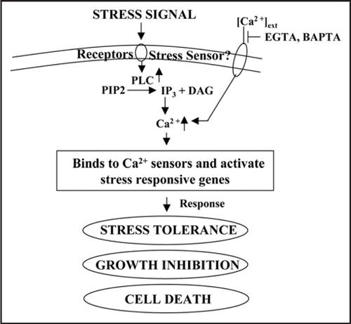 Figure 1 Generic pathway for plant response to stress. The extracellular stress signal is first perceived by the membrane receptors and then activate large and complex signaling cascade intracellularly including the generation of secondary signal molecules. The stress signal can first activates phospholipase C (PLC), which hydrolyses PIP2 to generate IP3 and DAG resulting in an increase in the level of Ca2+ ions in the cytosol, which is sensed by calcium sensor. The signal cascade results into the expression of multiple stress responsive genes, the products of which can provide the stress tolerance directly or indirectly. Overall, the stress response could be coordination action of many genes, which may cross-talk with each others.