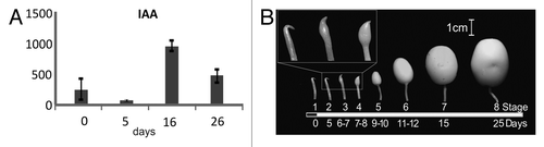 Figure 1. (A) Concentration of free IAA the stolon rip. Plants were grown for 9 weeks under non-inductive conditions, before switch to inductive short day conditions. IAA and OxIAA concentrations are in pmol per gram of fresh weight. Samples were harvested under long day conditions (LD day 0) just before switching to inductive short days and after 5, 8 and 26 d in short day conditions (SD day 5, 8 and 26 respectively). Error bars represent standard error of the mean of two replicated measurements. (B) Representation of stages of tuberisation before and after transition to inductive conditions (black section of the bar represents SD and white section represents LD). The days of growth are shown below. The inset in the top left, is a 3 × magnification of stages 2–4.