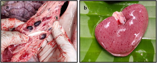 Figure 1. Gross alterations in ASFV infected tissues. (a) Enlarged and congested lymph nodes. (b) Extensive petechial haemorrhages in the subcapsular area of the kidney.