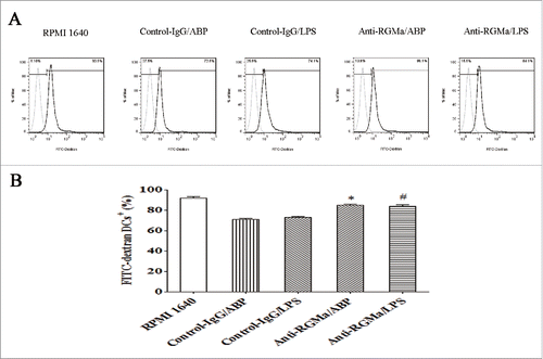 Figure 8. Phagocytosis in DCs treated with RGMa-neutralizing antibodies. FITC-dextran uptake was measured by flow cytometry and used as a measure of phagocytosis after 10 μg/ml antibody treatment for 48 h. (A) Light-colored lines represent background stained with isotype control mAbs, and dark-colored lines represent FITC-dextran staining. (B) The bar graph represents FITC-dextran uptake. Data were expressed as the mean ± SEM of three independent experiments. *P< 0.05 vs. Control-IgG/ABP group.#P < 0.05 vs. Control-IgG/LPS group