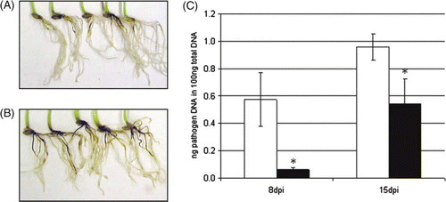 Figure 3.  Infection of barley with Gaeumannomyces graminis. Infected roots of (A) Pseudomonas sp. DSMZ 13134-treated and (B) mock-treated barley plants. (C) Pseudomonas sp. DSMZ 13134-treated (black columns) or mock-treated (white columns) were infected with G. graminis. Analysis was done by qRT-PCR 8 dpi and 15 dpi. Data represent the means and SD of three biological replicates containing five plants each. Asterisk (*) denotes statistically significant; t-test; p<0.05; dpi = day post inoculation with the pathogen.