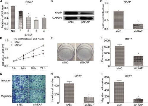 Figure 2 Downregulation of NKAP inhibited cell proliferation and migration in MCF-7 cells.Notes: (A) qRT-PCR demonstrating siRNA 2, 3, and 4 inhibited NKAP expression efficiently. (B and C) Western blot verified the inhibition of NKAP expression. (D) Cell proliferation detected by CCK-8 assay. (E and F) Cell proliferation detected by clone formation assay. (G–I) Cell migration and invasion detected by transwell assay. *P<0.05, **P<0.01 compared with NC.Abbreviation: NC, negative control.