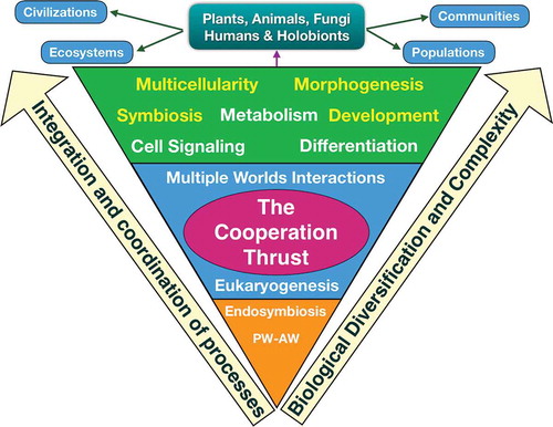 Figure 3. The cooperating thrust. Since life on earth originated, the cooperative impulse has played an essential role in two fundamental evolutionary processes: eukaryogenesis by endosymbiosis and the generation of multicellular organisms, which involved biological diversification (generation of plants, animals, fungi), an increase in the complexity of organisms (tissues and organs) and the emergence of mechanisms for the integration and coordination of biological processes involved in development, morphogenesis, cell signaling, etc. Symbiosis gave rise to new forms of survival and in some cases such close symbiotic relationships were established that they led to the emergence of holobionts as an evolutionary unit. The multicellular eukaryotic organisms were organized in populations, communities, ecosystems and the Homo sapiens, due to the development of the brain, gave origin to the civilizations.