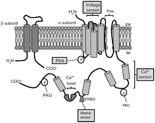 Figure 2 Structure and regulation of BKCa channel.