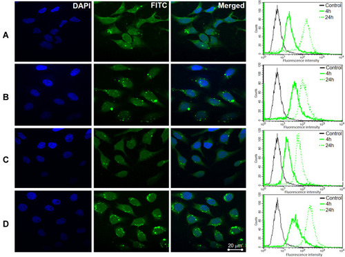 Figure 4 Confocal microscopy imaging and flow cytometry analysis of HeLa cells after incubation with as-prepared samples: (A) SP/C, (B) FS3P-G/C, (C) FS3P-A/C, and (D) FS3P-G-E/C.