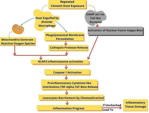 Figure 12 Possible mechanism of inflammatory response to cement dust.