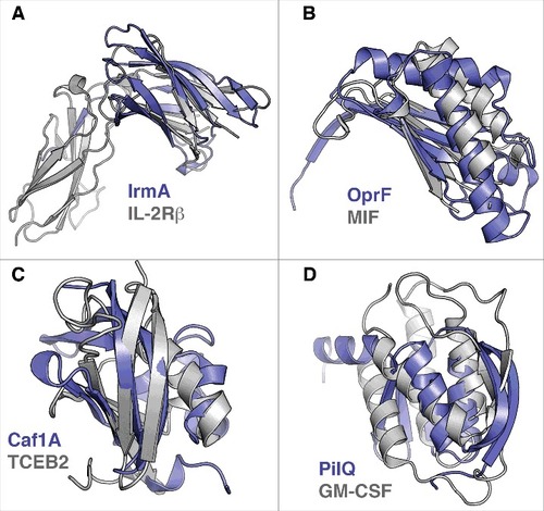 Figure 2. Structural similarities of bacterial cytokine-binding proteins and proteins involved in cytokine signaling. The bacterial proteins are shown in blue. (A) IrmA compared with the N-terminal Ig-fold domain of β-domain of IL-2R (PDB:2B5I), (B) the C-terminal domain of OprF compared with macrophage migration inhibitory factor (MIF) (PDB:4P7M), (C) the N-terminal PapC domain of Caf1A compared with transcription elongation factor b polypeptide 2 (TCEB2) (PDB:2IZV), and (D) the N0 domain of PilQ compared with human granulocyte macrophage colony stimulating factor receptor (GM-CSF) (PDB:5D71) are shown. Superimpositions were performed using the secondary-structure matching (SSM) tool in Coot.Citation59 The figures were prepared with PyMol (www.pymol.org)