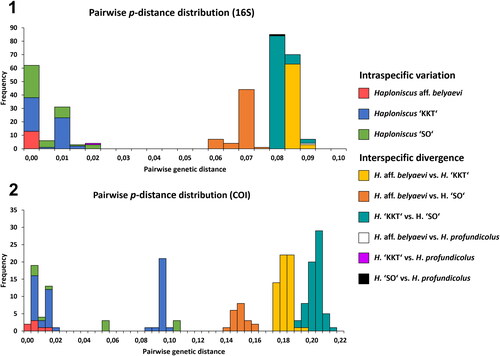 Fig. 7. Barcoding–gap analysis of the Haploniscus belyaevi species complex. Stacked (i.e., placed on top of each other) histograms contrasting the intraspecific variations of the phenotypic clusters H. aff. belyaevi (SKB Hap50), H. ‘KKT’ (KBII Hap201), H. ‘SO’ (SKB Hap20) with their interspecific divergences (also considering H. profundicolus) based on uncorrected p-distances of the 16S alignment (1) and the COI alignment (2).