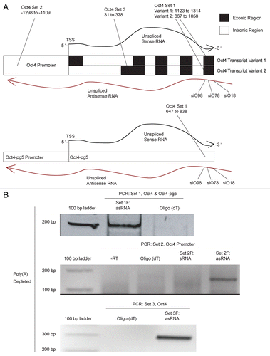 Figure 1 (A) Schematic representation of transcripts, primer sites, siRNA target sites and other genetic elements associated with Oct4 and Oct4-pg5. (B) PCR of MCF-7 RNA depleted of polyadenylated transcripts and converted to cDNA in a strand-specific manner using indicated primers. PCR products were analyzed on 6% polyacrylamide gel. Non-polyadenylated antisense transcripts were detected overlapping the coding region of Oct4-pg5 and the coding and promoter regions of Oct4.