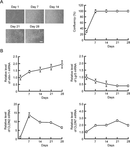 Figure 1. Effects of culture periods on CLDNs expression. (a) MCE301 cells were cultured for 1, 7, 14, 21, 28 days. DIC images were obtained using an EVOS M5000. The confluency was shown as percentage of covered area. Scale bar represents 500 μm. n = 8. (b) Real time PCR was performed using primer pairs of mouse villin-1, Lgr5, CLDN2, CLDN7, and β-actin. The mRNA contents were represented relative to the values in day 1. n = 4