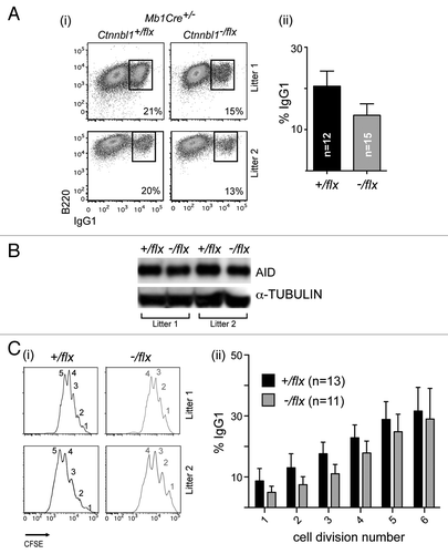 Figure 3. CTNNBL1-deficient B cells give diminished immunoglobulin class-switch recombination. (A) Flow cytometric analysis of switching to IgG1 in spleen cells from mb1-Cre Ctnnbl1-/flx and control mice that had been cultured for 3 d in the presence of LPS+IL4. (i) Dot plots depict results from two pairs of littermates in independent experiments. (ii) Bar graphs on the right present the means ± sd from analysis of multiple mice as indicated. The values within each experiment are normalized to the average value of the control samples. (B) Abundance of AID in the day 3 LPS+IL4-activated B cells obtained from two littermate pairs of mb1-Cre Ctnnbl1+/flx and mb1-Cre Ctnnbl1-/flx mice analyzed by western blot using α-tubulin as a control. (C) Analysis of switching to IgG1 as a function of B cell clonal expansion in CFSE-labeled splenic cells from mb1-Cre Ctnnbl1-/flx and control mice that had been cultured for 3 d in the presence of LPS+IL4. (i) The CFSE-staining profiles for two pairs of litter-matched mice with the number of cell divisions undergone (inferred from dilution of the CFSE label) indicated. (ii) The percentage of cells that have switched to IgG1 as a function of number of cell divisions undergone in six independent experiments.