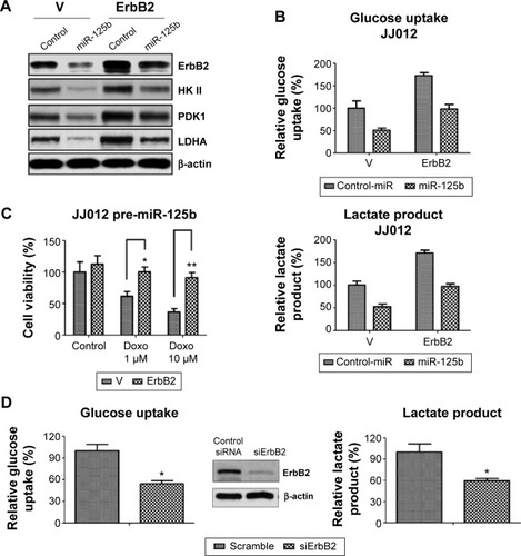 Figure 6 Restoration of ErbB2 in miR-125b overexpressing cells recovers the glucose metabolism and doxorubicin sensitivity.