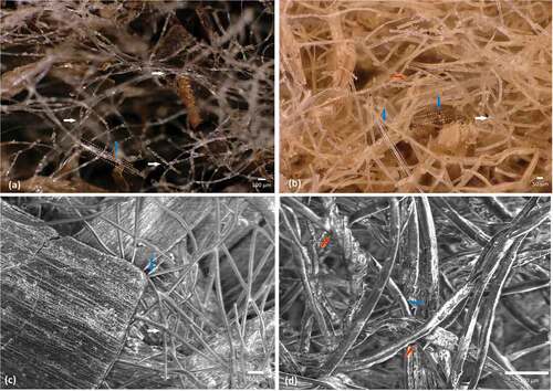 Figure 5. Digital micrographs and images obtained by scanning electron microscopy of seagrass-based (SG) mats (a, c), and wood-based fiber (WF) mats (b, d). Blue arrows indicate the Bico fibers, white arrows indicate the bond between two Bico fibers and red arrows indicates the bond between Bico and wood fiber.