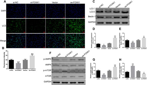 Figure 5. FOXK1 promotes GCs autophagy and AMPK/mTOR pathway protein levels in PCOS rats. (A,B) Immunofluorescence was used to examine the effect of silencing or overexpressing FOXK1 on the LC3 expression level in the GCs of PCOS rats. (Magnification, 200×). (C–H) Western blot was used to test the effect of silencing or overexpression of FOXK1 on autophagy and p-AMPK/AMPK, p-mTOR/mTOR protein expression levels in the GCs of PCOS rats. n = 3, compared to the si-NC group, ▲p < .05, ▲▲p < .01; compared to the vector group, *p < .05, **p < .01. Note. AMPK: AMP-activated protein kinase; mTOR: mammalian target of rapamycin.