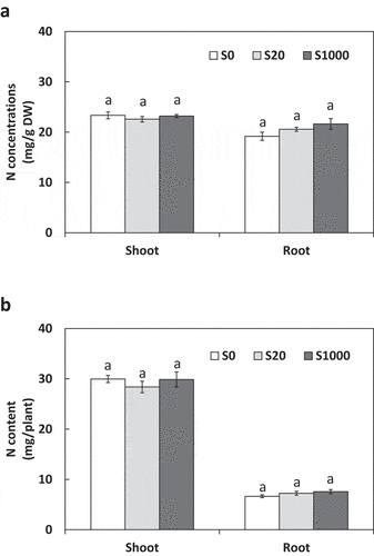 Figure 6. Shoot and root N concentrations (a) and content (b) at 5 weeks after sowing with 0, 20, or 1000 µM S. Each value was mean of 5 biological replicates with standard error. Different letters on bars indicate signiﬁcant differences between S treatments according to Tukey test (P < 0.05)