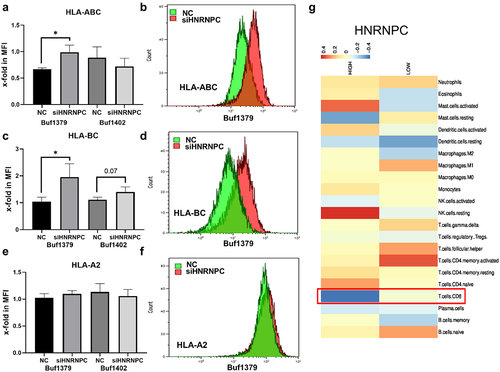 Figure 6. Effect of siRNA-mediated downregulation of hnRNP C on HLA-I cell surface expression and immune cell infiltration.