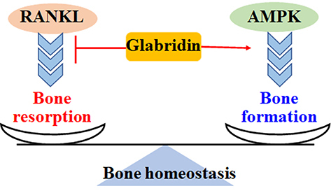 Figure 4 Glabridin maintains the balance of bone metabolism. RANKL stimulates inflammatory responses, promotes osteoclastogenesis and osteoclasts proliferation, and induces bone resorption. Activation of AMPK increases GLUT4-mediated glucose uptake, enhances osteoblasts metabolism and proliferation, and promotes bone formation. Glabridin inhibits RANKL-mediated bone resorption and induces AMPK-regulated bone formation.