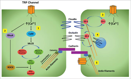 Figure 2. Effector pathways from TRP channels that regulate barrier function. The ways that TRP channels influence barrier function include promoting intracellular tension by actin-myosin contraction mediated by calcium induced (1) activation of myosin light chain kinase (MLCK) through calmodulin (CaM), (2) RhoA activation of Rho kinase (ROCK) to inhibit inactivation of myosin phosphatase PP1c, (3) altering distribution of ZO-1 between tight junctions and cytoplasm, (4) endocytosis of occluding from tight junctions, and (5) direct interaction with catenins to influence their association with actin filaments.