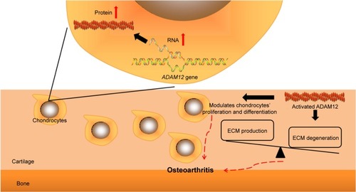 Figure 4 Possible mechanism by which ADAM12 participates in OA pathogenesis.