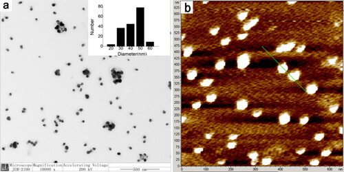 Figure 3. (a) Representative TEM image of the CA-AgNPs. (b) Atomic force microscopy (AFM) image of the CA-AgNPs.