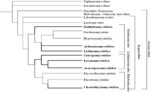 Figure 3.  Phylogenetic relationship in phylum Ascomyceta (Source: CitationTehler & Wedin, 2008). Lichenized texa are marked with thick lines and with names in bold.