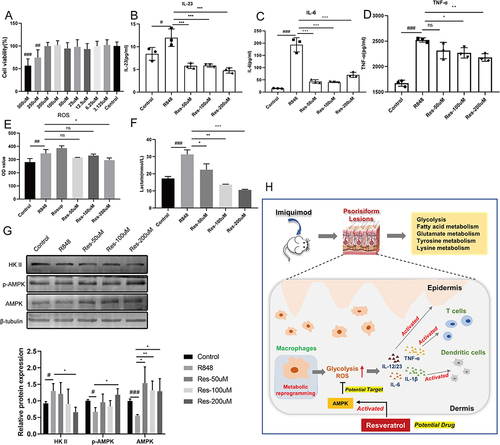 Figure 6 Res inhibits R848-stimulated activation of macrophages.