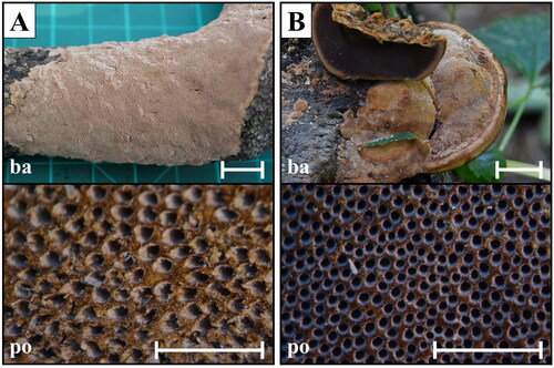 Figure 4. Macroscopic morphology of Fuscoporia species. (A) F. ferrea (SFC20150211-02); (B) F. senex (SFC20150812-50). Scale bar = 1 mm.