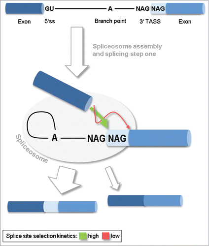 Figure 1. Model of tandem alternative splice sites (TASS) selection and splicing outcome. Splicing at TASS essentially takes place after the assembly of the enzymatic spliceosome complex and splicing step I, and precedes splicing step II. The first NAG sequence is preferably taken as the 3' splice site. An alternative NAG located further downstream may compete, but is kinetically disfavored.
