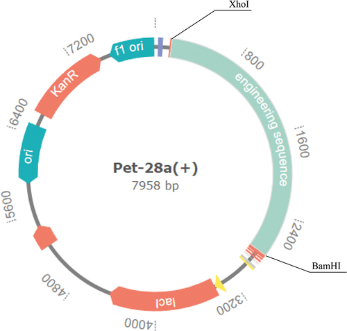 Figure 9. In silico cloning of codon-optimized vaccine into E. coli K12’s expression system.