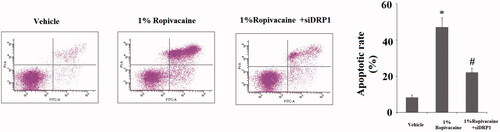 Figure 8. Silencing of DRP1 ameliorated ropivacaine-induced apoptosis. Human SH-SY5Y neuronal cells were infected with DRP1 siRNA Ad-virus for 12 h, followed by treatment with 1% ropivacaine for 72 h. Apoptosis was determined by flow cytometry (*, #, P < .01 vs. previous column group).