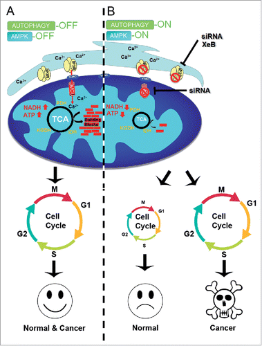 Figure 1. (A) Inhibition of Ca2+ transfer to mitochondria induces cell cycle arrest in normal, but not cancer, cells. Constitutive low levels of InsP3R-mediated Ca2+ transfer to mitochondria maintains the function of the Ca2+-dependent dehydrogenases (PDH, IDH, and KGDH) thus maintaining levels of ATP, NADH, and metabolic intermediates (building blocks) that enable normal and cancer cells to successfully progress through the cell cycle. (B) Suppression of Ca2+ transfer to the mitochondria by inhibition of either InsP3R or MCU decreases TCA cycle activity with concomitant reductions in the levels of NADH, ATP and metabolic building blocks, which activate AMPK and autophagy. Under this metabolic stress normal cells do not engage in the cell cycle whereas cancer cells enter it normally, resulting in mitotic catastrophe and cell death.