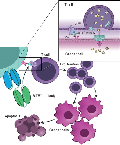 Figure 2. Engagement by BiTE antibody constructs leads to activation and polyclonal expansion of T-cells. The activation of T-cells requires the presence of target cells. Upon binding of the BiTE antibody construct to both CD3 on T-cells and the tumor-associated antigen on target cells, the formation of an immunological synapse is forced, thereby bypassing MHC/antigen-dependent activation of T-cells. Activation is achieved independently of TCR specificity, costimulation, or peptide antigen presentation. Subsequent to formation of the immunological synapse, apoptosis of the target cell is induced Citation[8,9,27,28].